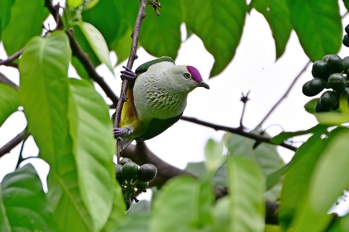 Many-colored Fruit-Dove - ML642165712