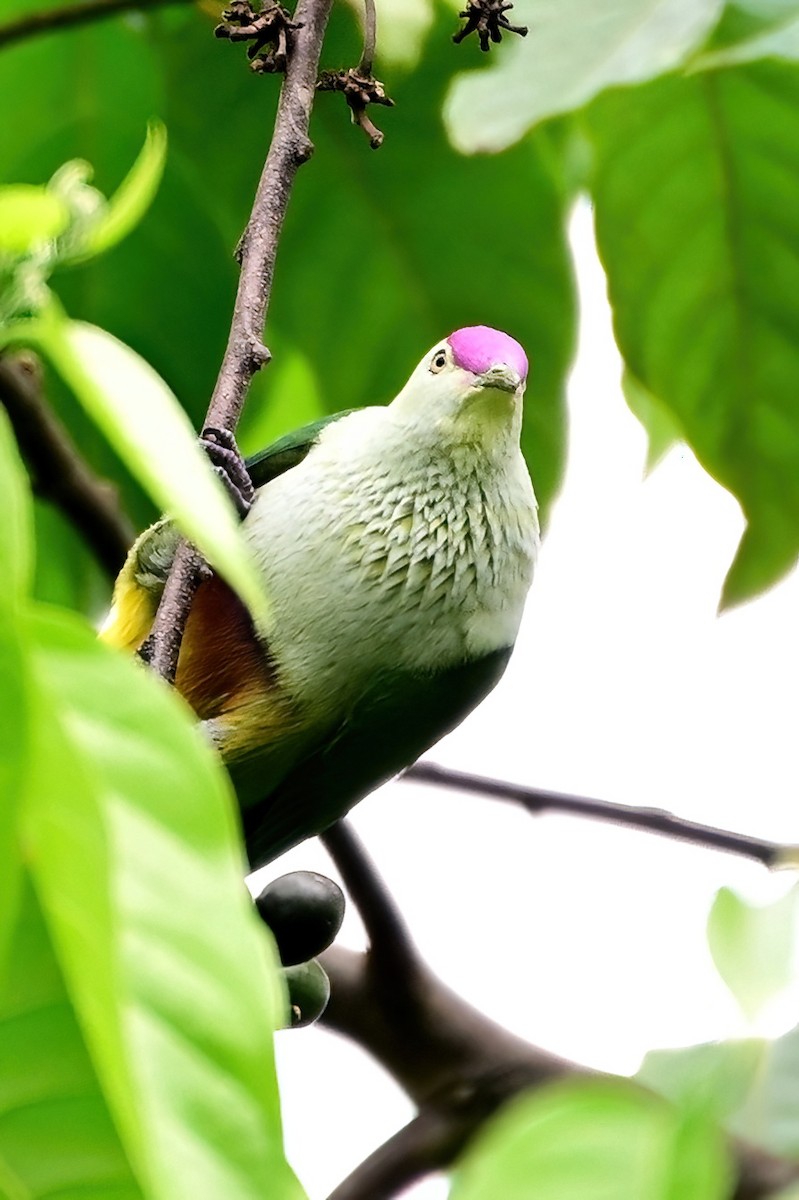Many-colored Fruit-Dove - ML642165713