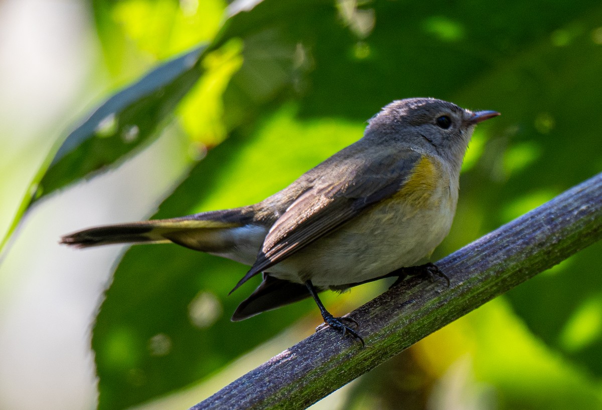 American Redstart - ML642165714