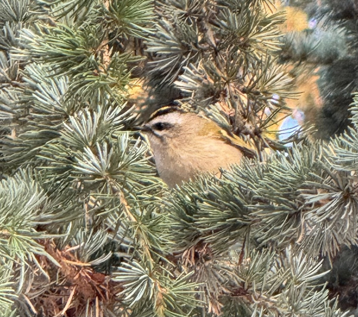 Golden-crowned Kinglet - ML642165715
