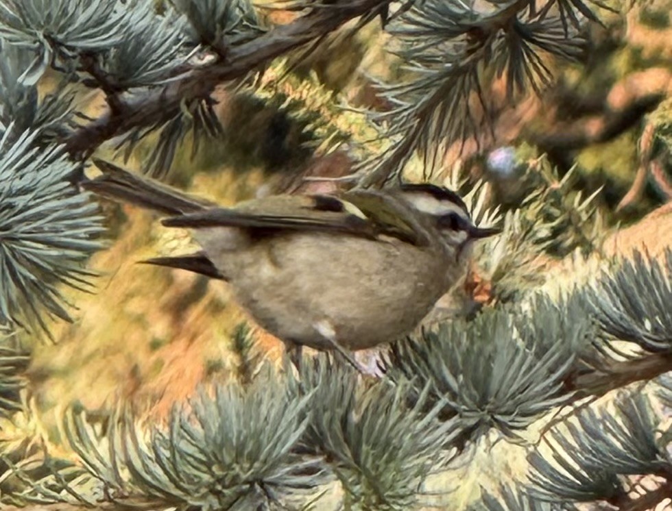 Golden-crowned Kinglet - ML642165716