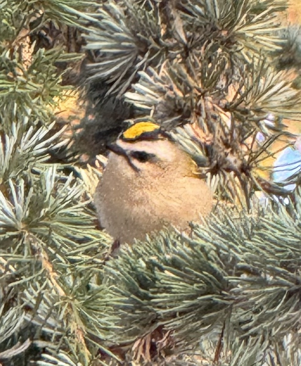Golden-crowned Kinglet - ML642165717