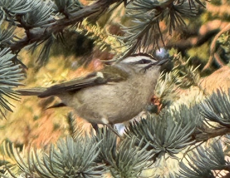 Golden-crowned Kinglet - ML642165718