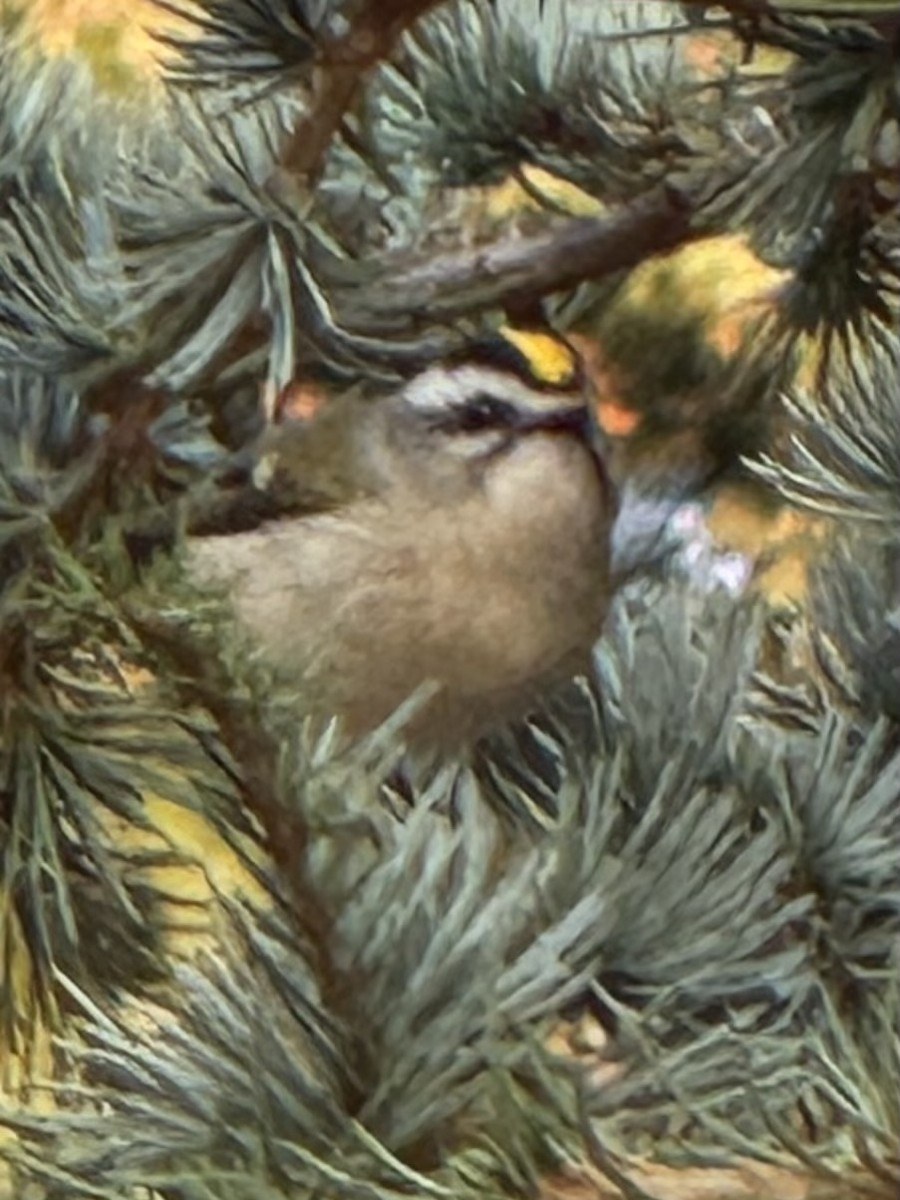Golden-crowned Kinglet - ML642165719