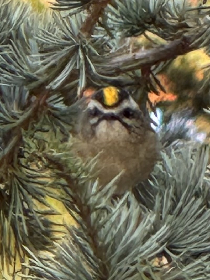 Golden-crowned Kinglet - ML642165721