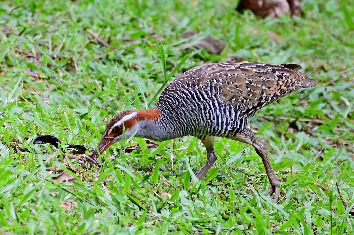Buff-banded Rail - ML642165723
