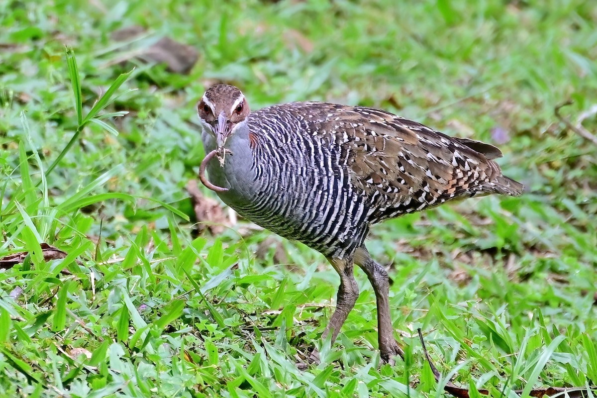 Buff-banded Rail - ML642165724