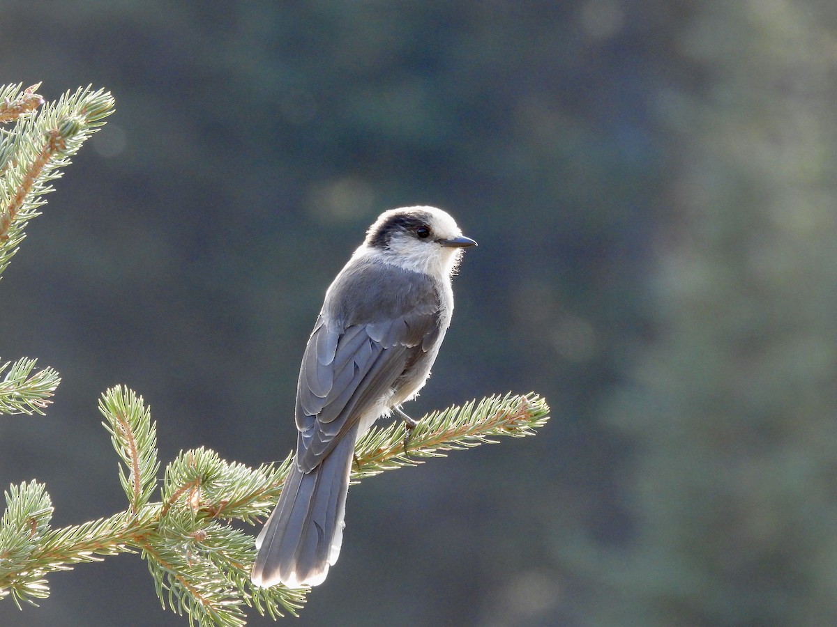 Canada Jay - ML642165725
