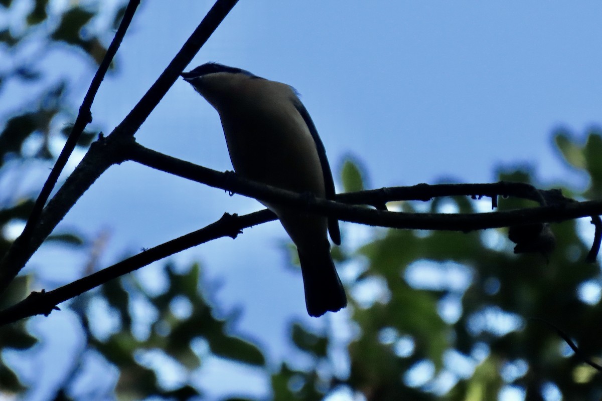 Fawn-breasted Tanager - ML642165727