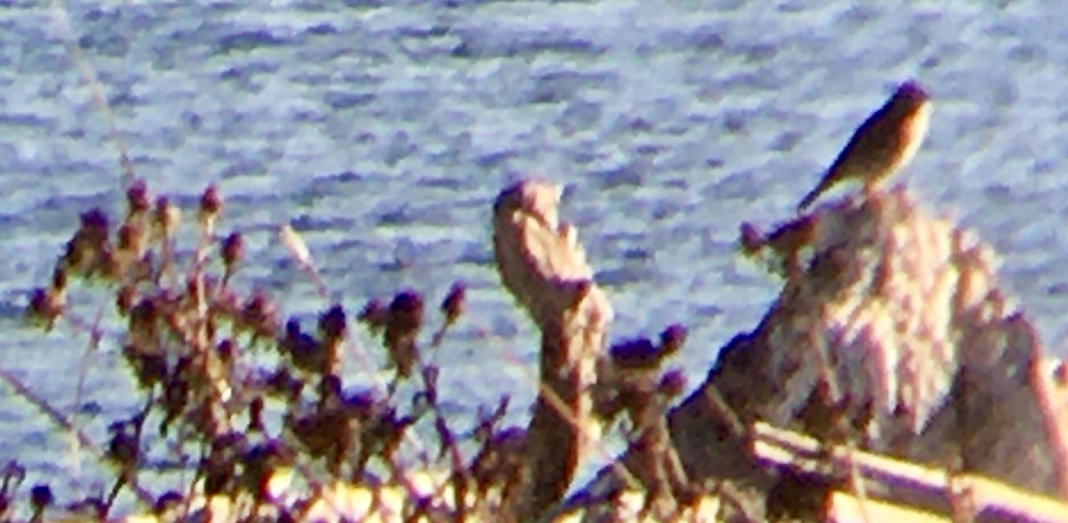 Savannah Sparrow - ML642165728