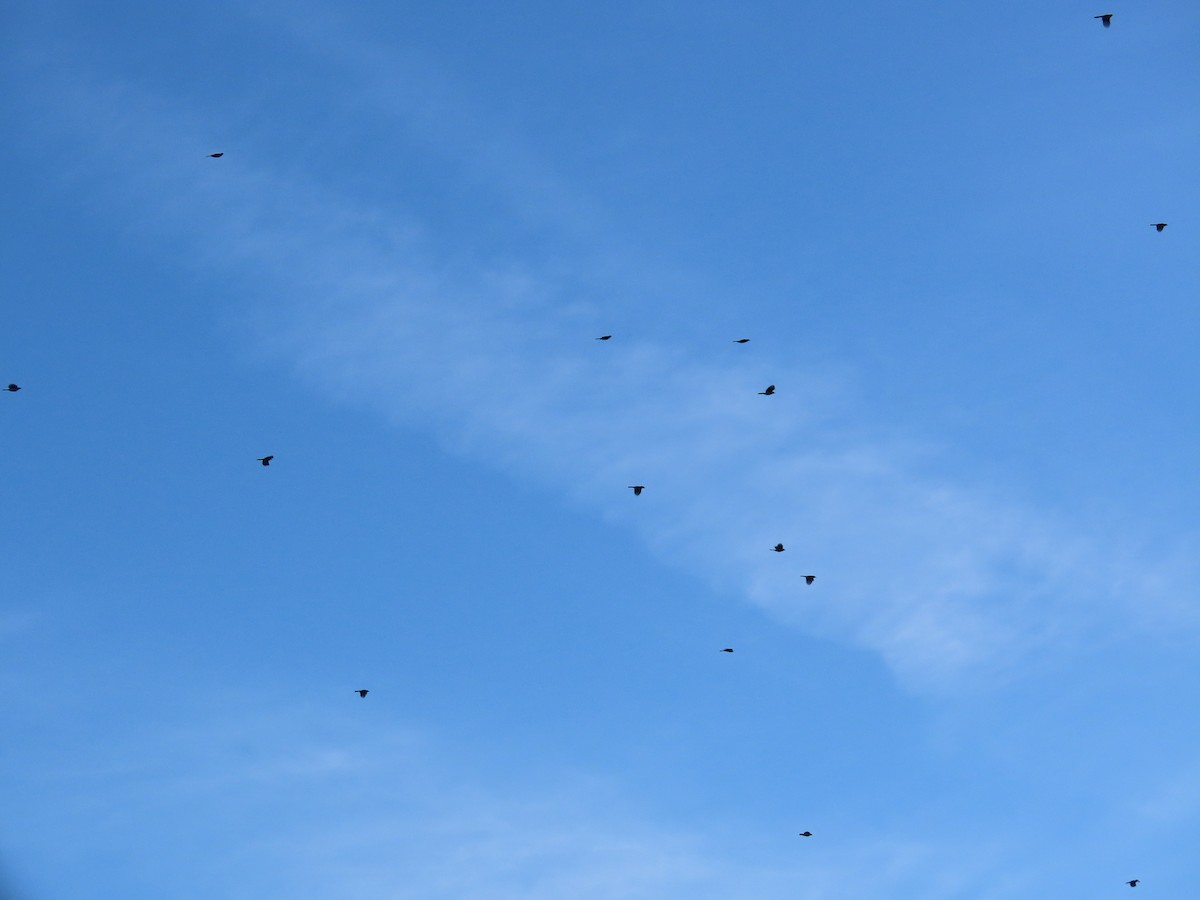 Blue Jay - ML642165730