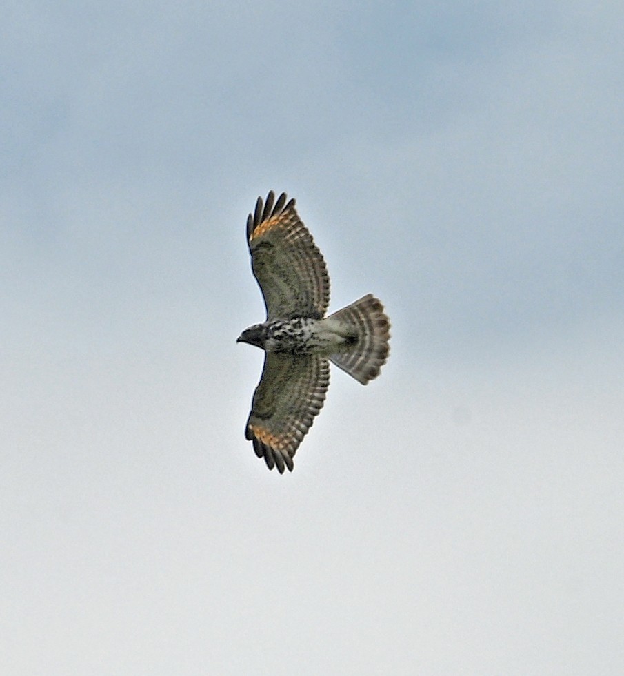 Red-shouldered Hawk - ML642165733