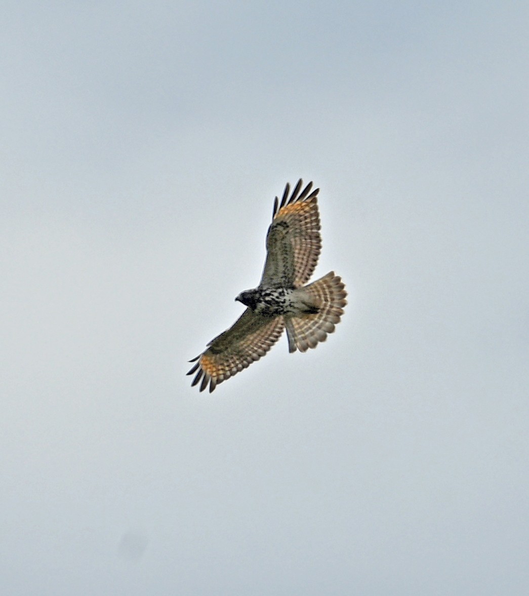 Red-shouldered Hawk - ML642165734