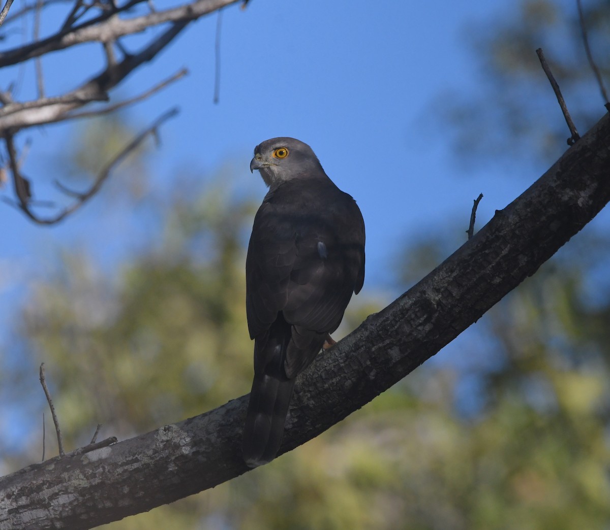 African Goshawk - ML642165741