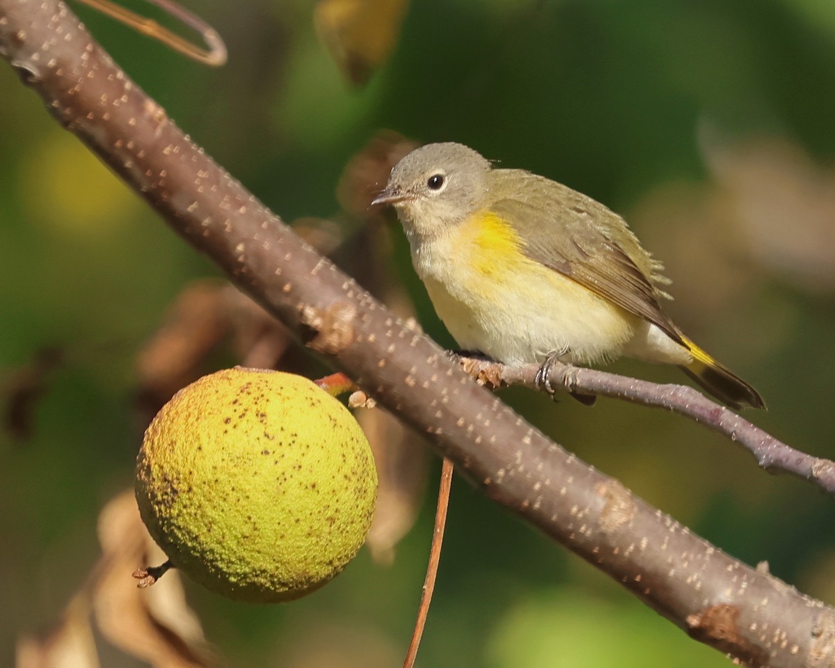 American Redstart - ML642165744