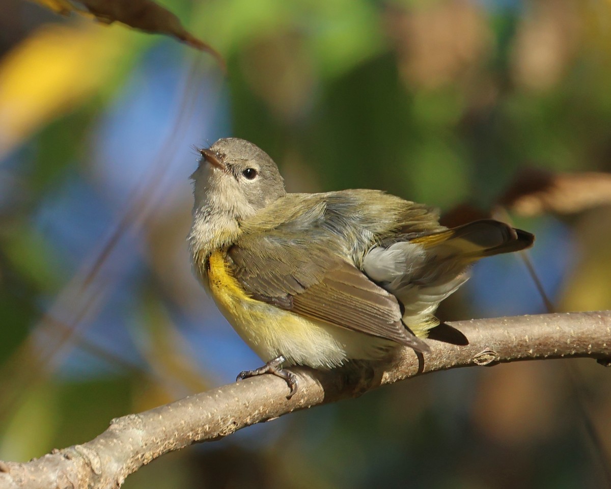 American Redstart - ML642165766