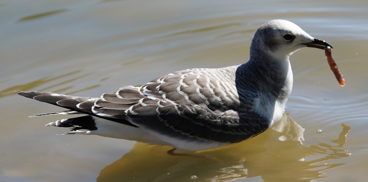 Sabine's Gull - ML642165780