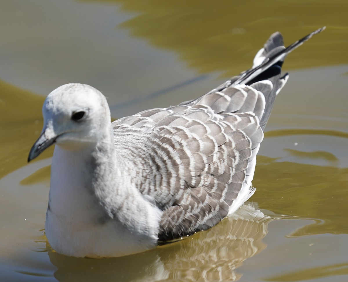Sabine's Gull - ML642165781