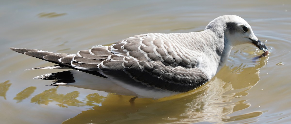 Sabine's Gull - ML642165782