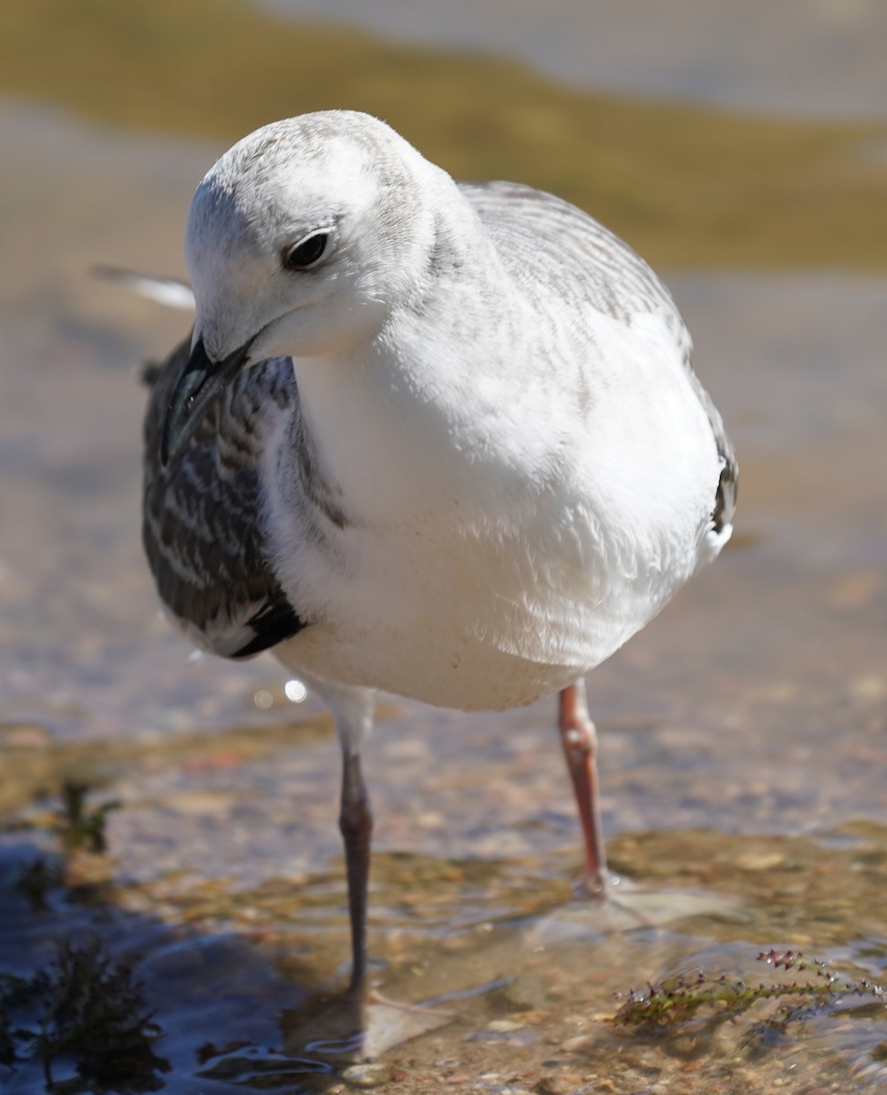 Sabine's Gull - ML642165783