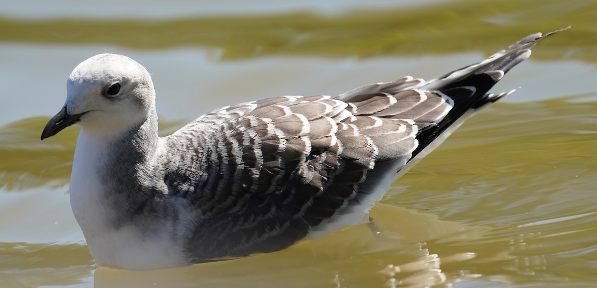 Sabine's Gull - ML642165784