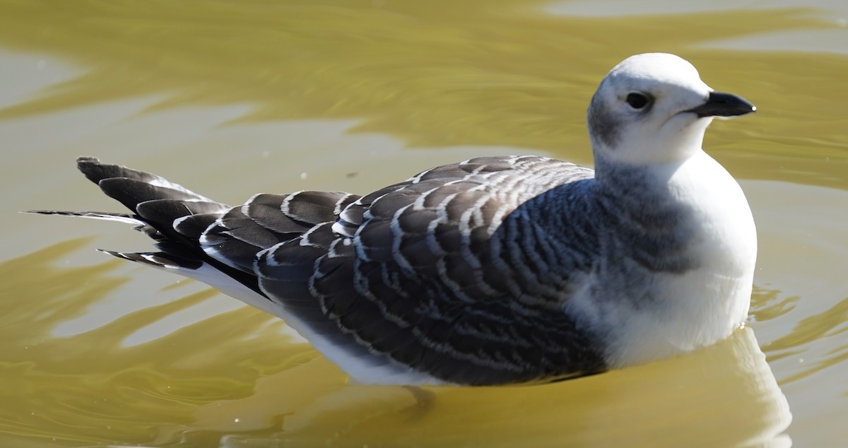 Sabine's Gull - ML642165785