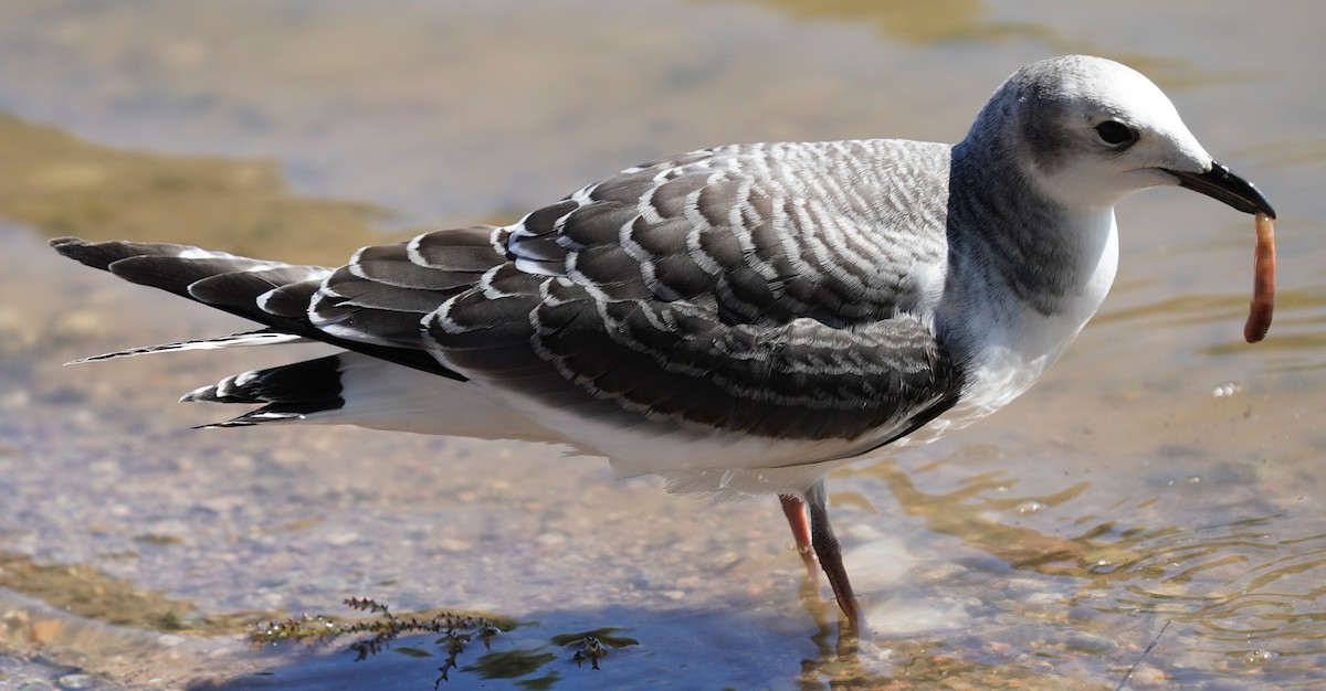 Sabine's Gull - ML642165786