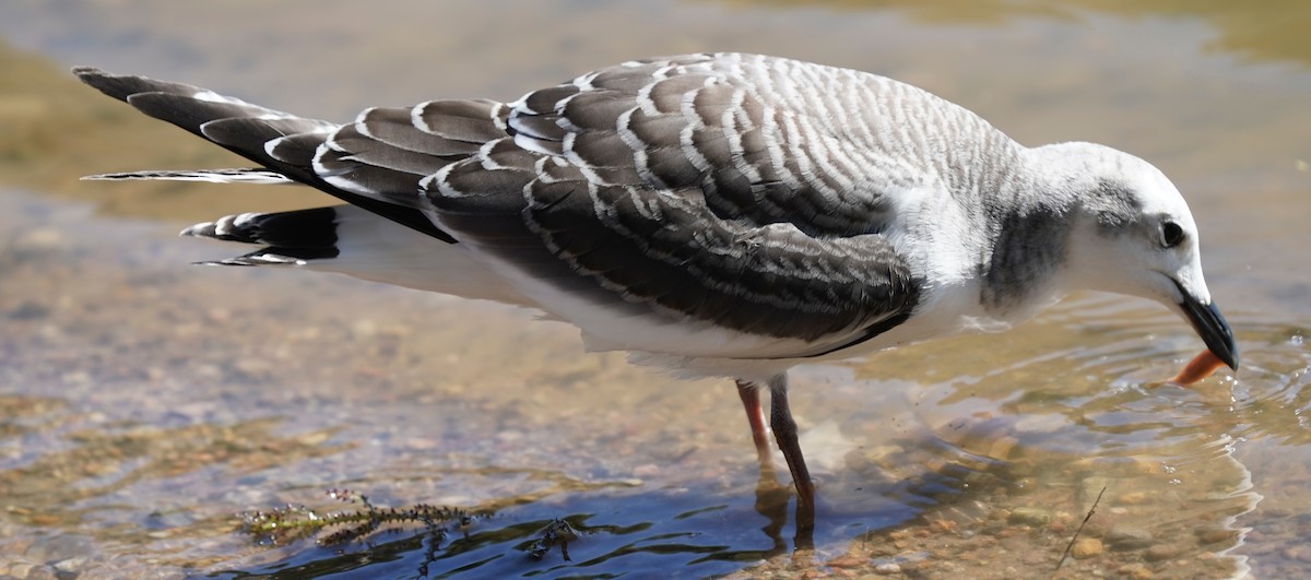 Sabine's Gull - ML642165787