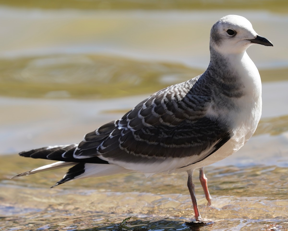 Sabine's Gull - ML642165788