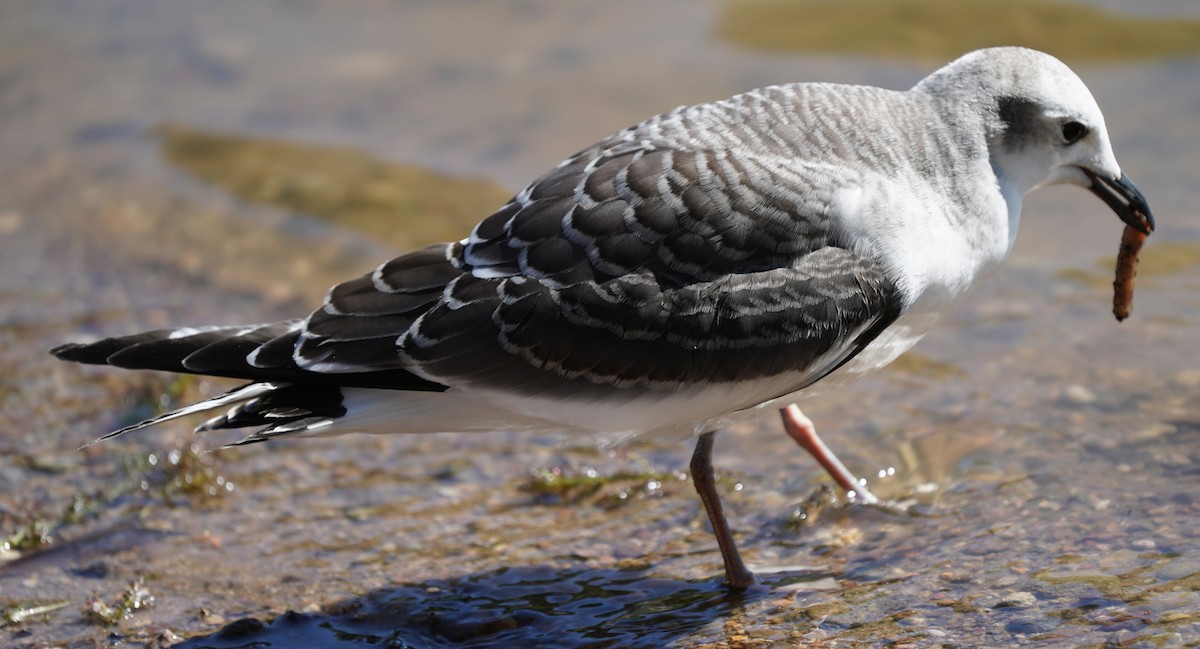Sabine's Gull - ML642165789