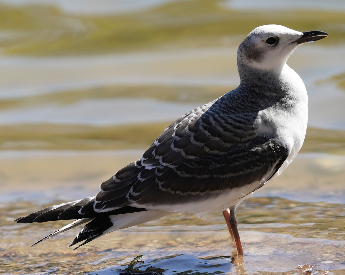 Sabine's Gull - ML642165790
