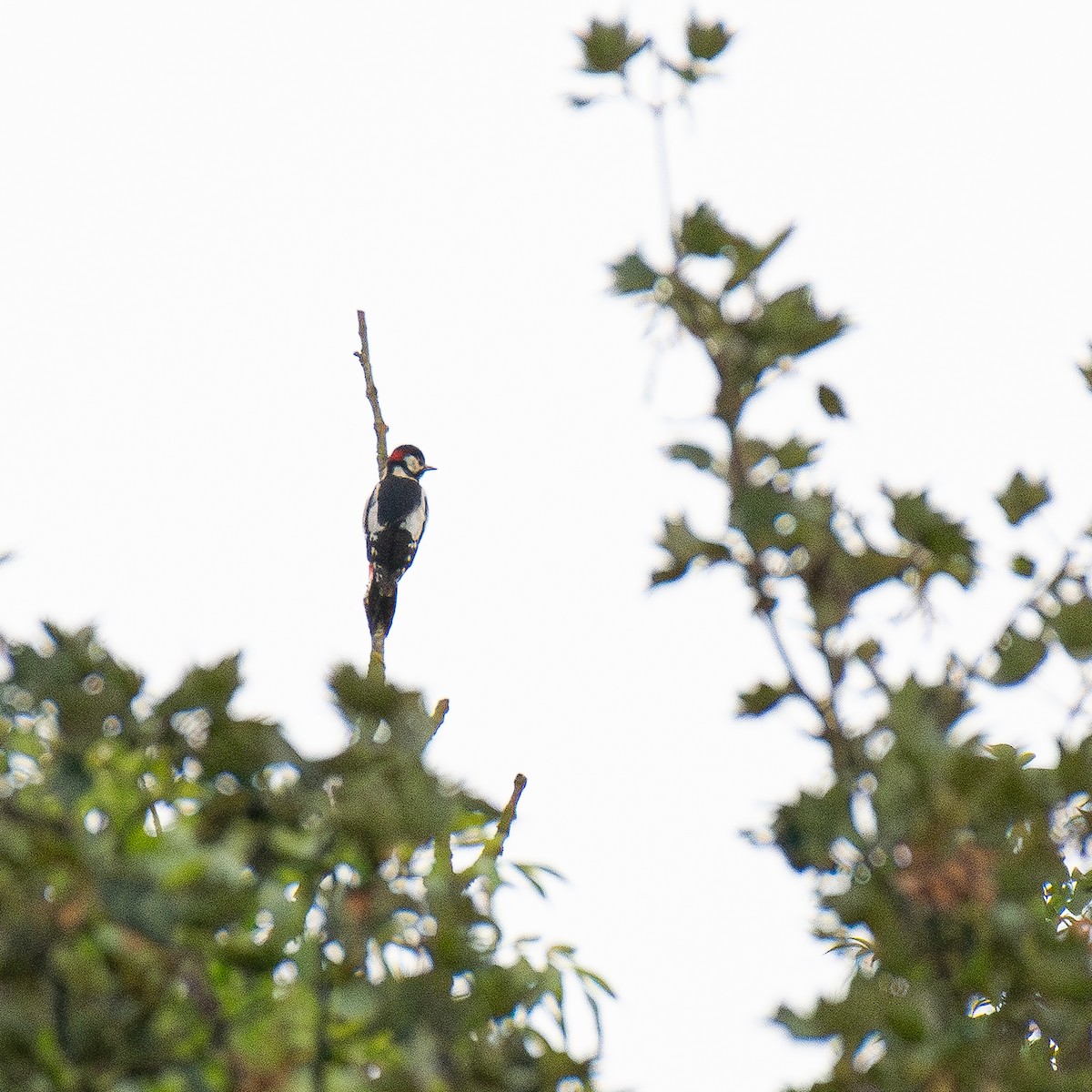 Great Spotted Woodpecker - ML642165813