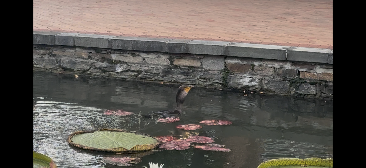 Double-crested Cormorant - ML642165821