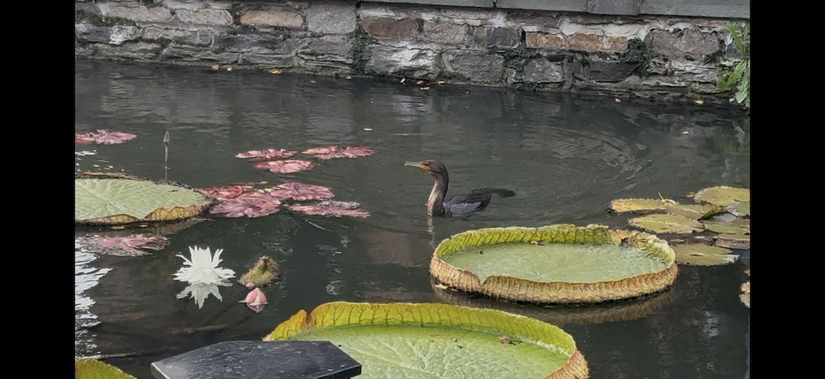 Double-crested Cormorant - ML642165822