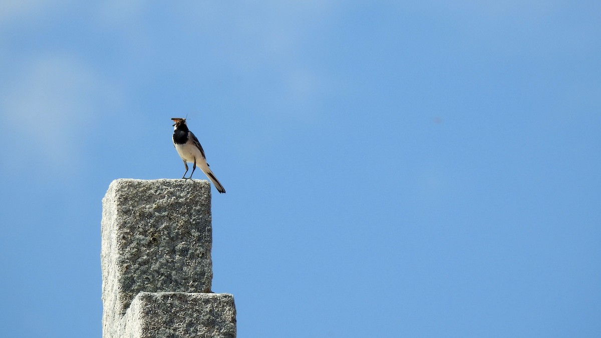 White Wagtail (White-faced) - ML642165838