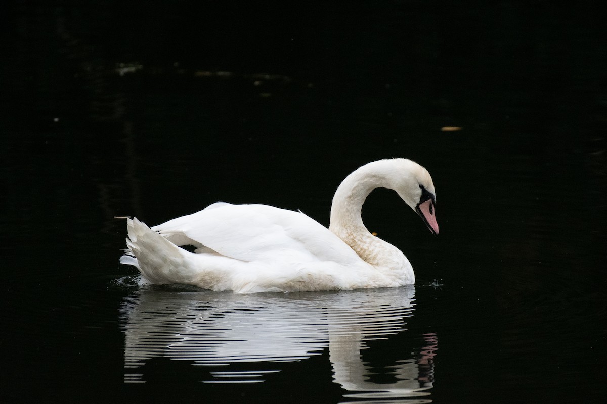 Mute Swan - ML642165842