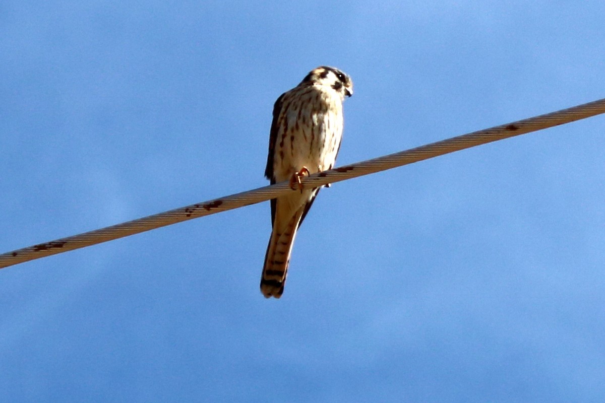 American Kestrel - ML642165856