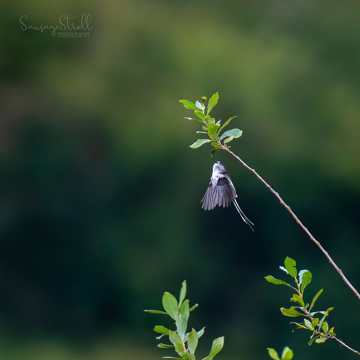 Long-tailed Tit - ML642165863