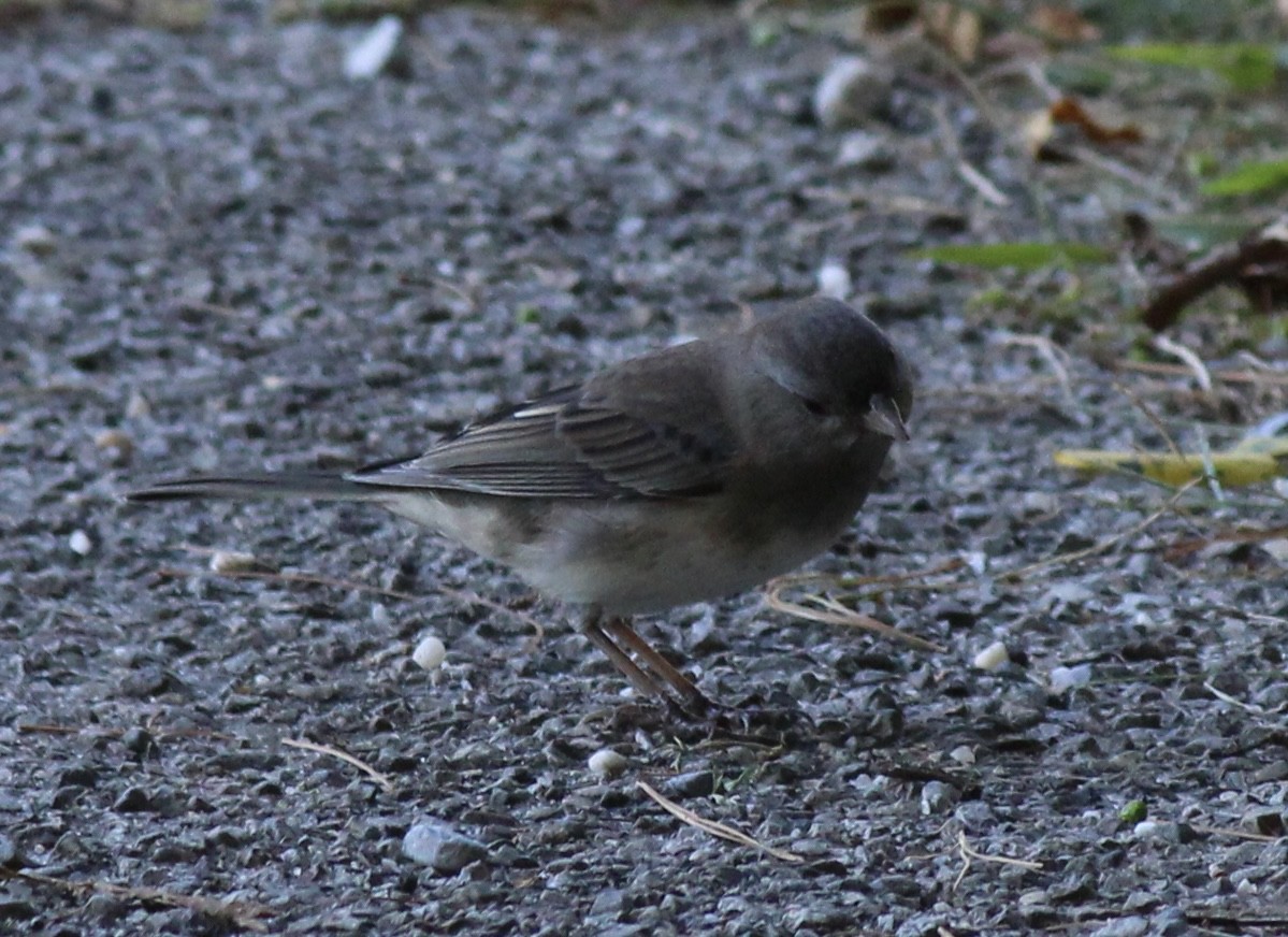 eBird Checklist - 20 Sep 2025 - Frank Melville Memorial Park and Mill ...