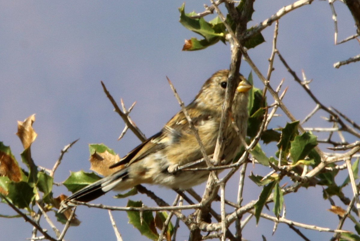 Band-tailed Seedeater - ML642165871