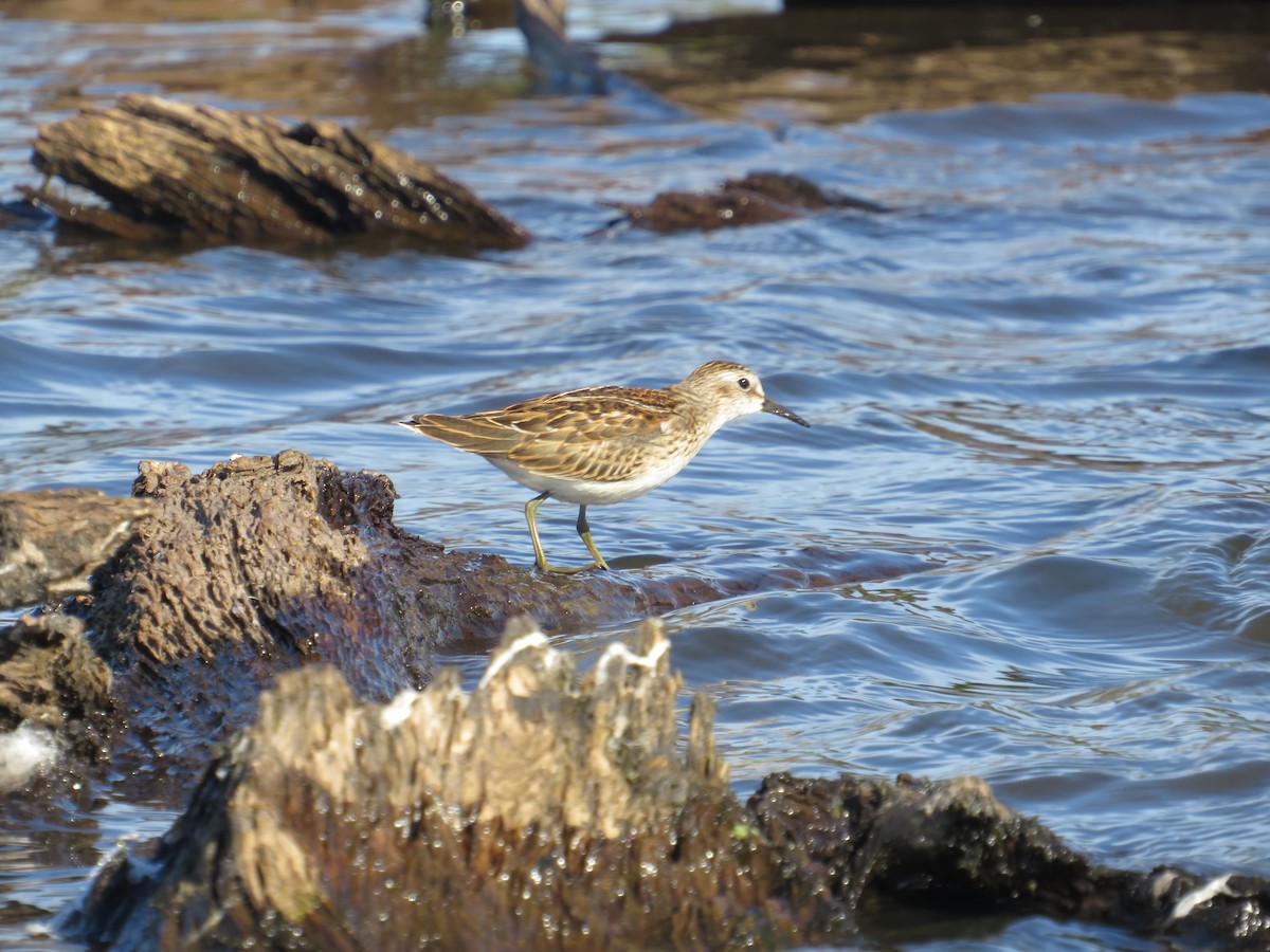 pygmésnipe - ML642165872