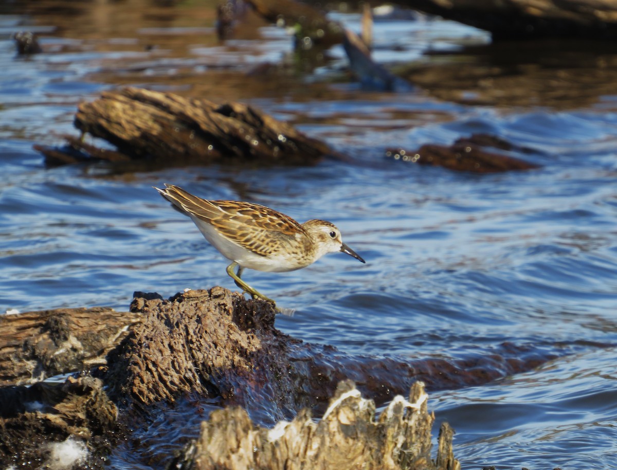 pygmésnipe - ML642165875