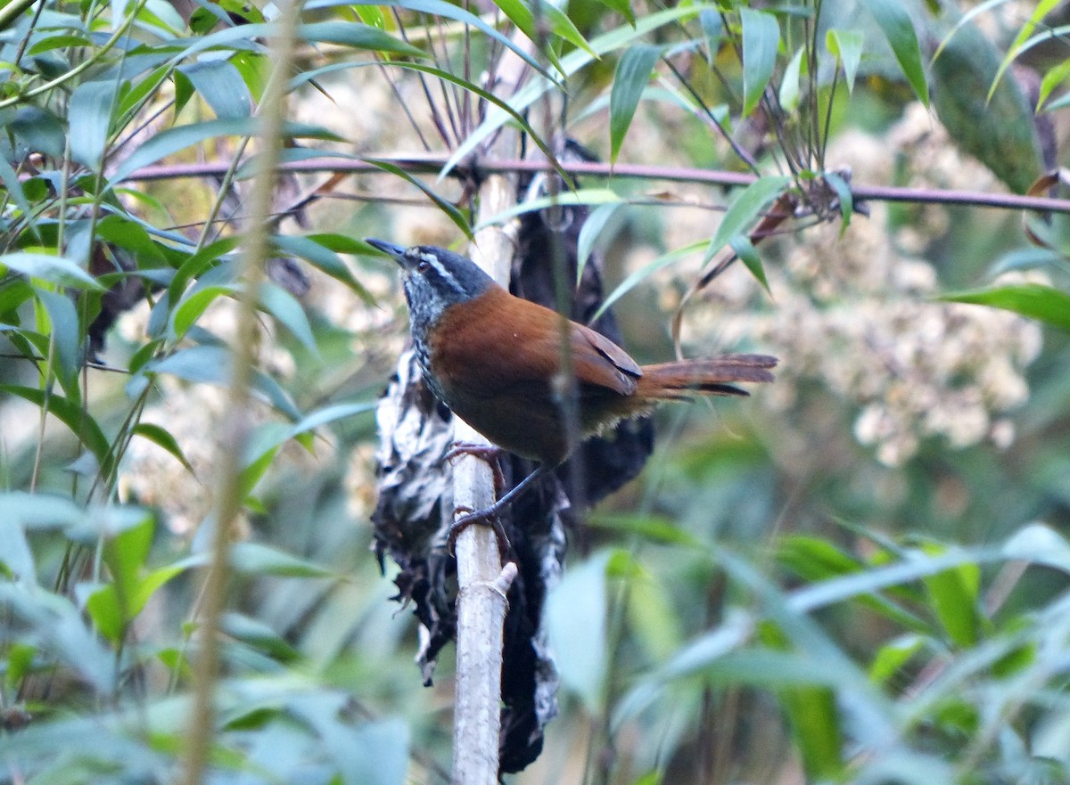 Inca Wren - ML642165883