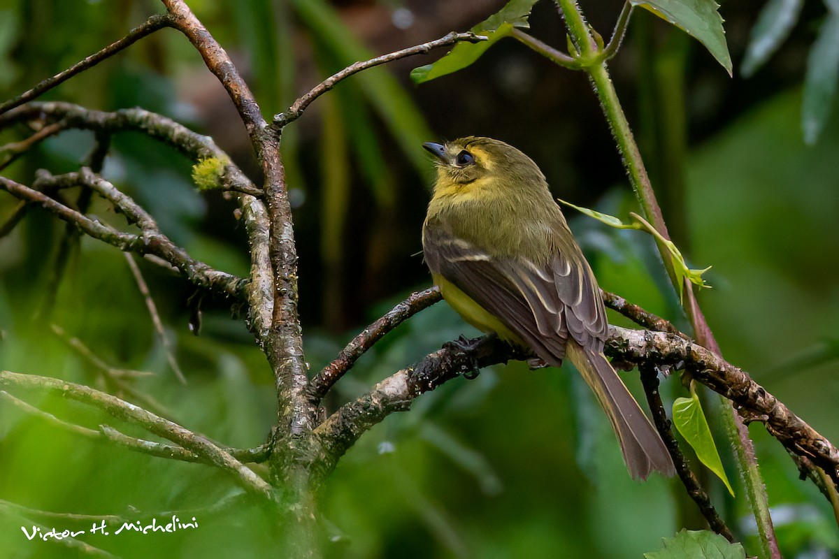 Yellow Tyrannulet - ML642165887