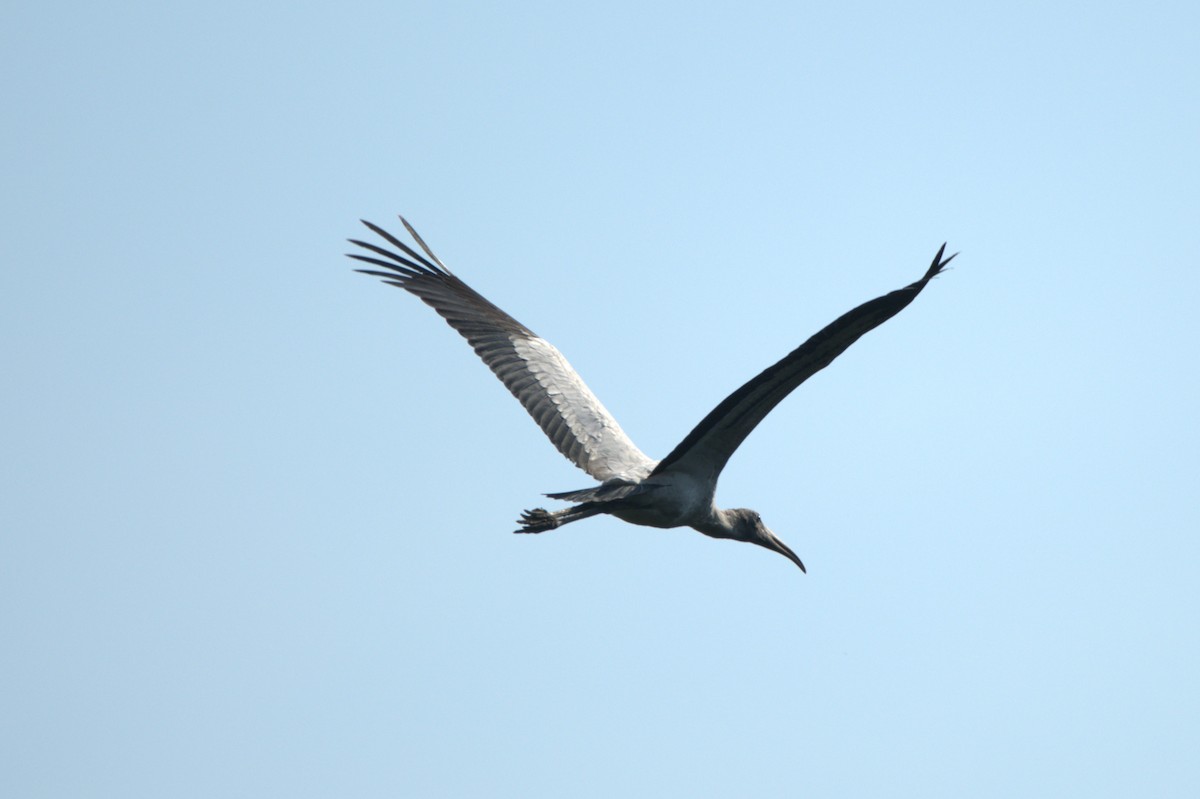 Wood Stork - ML642165888