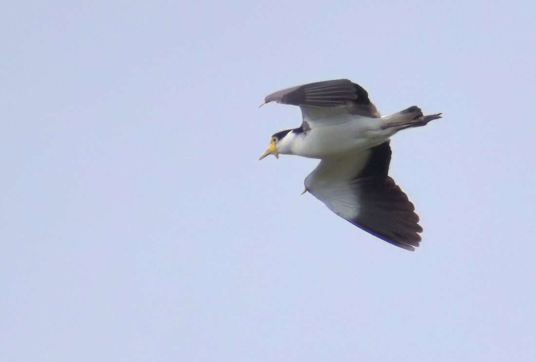 Masked Lapwing (Black-shouldered) - ML642165891