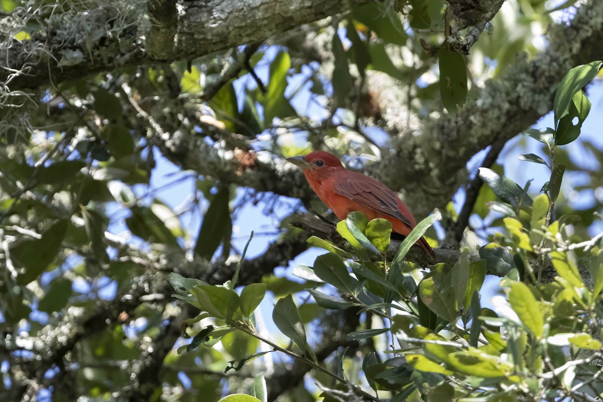 Summer Tanager - ML642165930