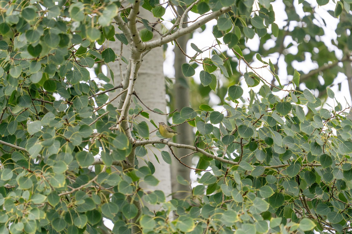 Philadelphia Vireo - ML642165952