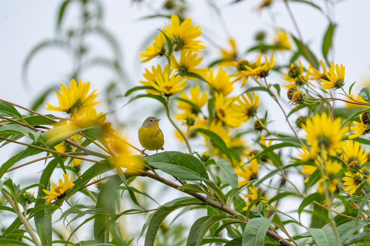 Nashville Warbler - ML642165962
