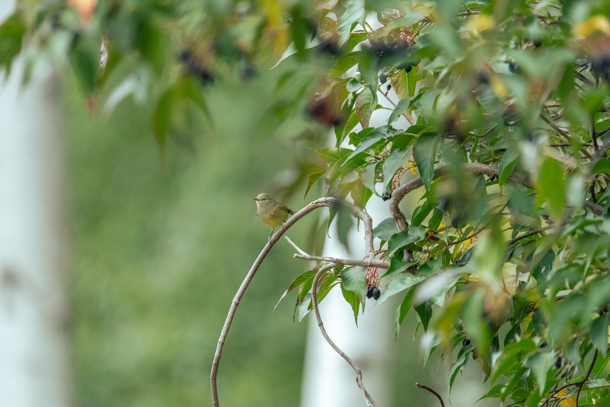 Orange-crowned Warbler - ML642165971